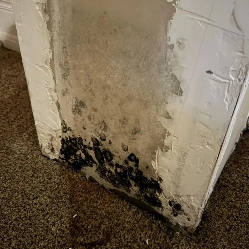 Professional Mold Removal in Morrilton, AR